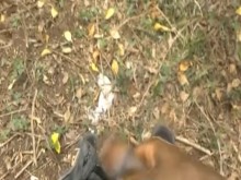 AVENTURA ARRIESGADA ???? PAJARSE EN EL BOSQUE