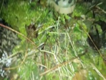 Después de follar al aire libre, un jovencito encontró un condón roto y su culo mojado - Se corrió de nuevo sobre un condón roto