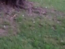 Becerro a la salida del boliche!