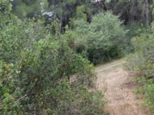 Meo con mi pequeña polla en el pinar